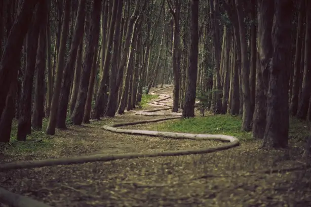 forest-trail-by-James-Forbes-unsplash-CC.3.0