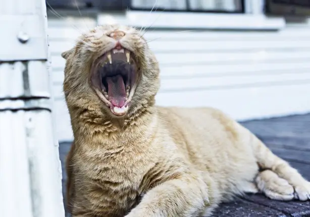 yawning-cat-gratisography-CC.3.0